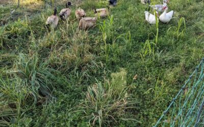 The ducks enjoying fresh grass after being rotated on fresh grazing strips.