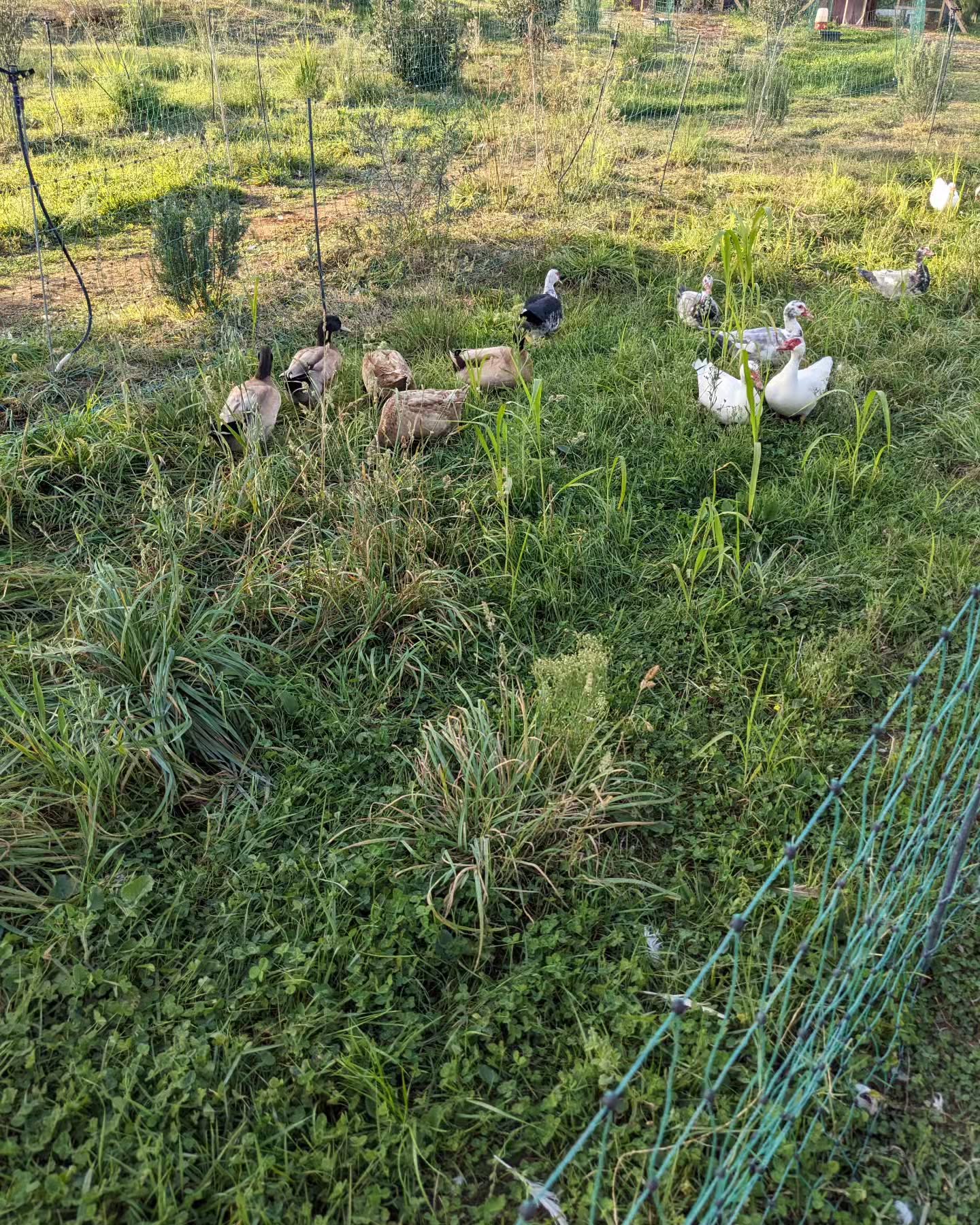 The ducks enjoying fresh grass after being rotated on fresh grazing strips.
