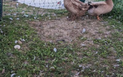 The Khaki Campbell ducks started laying eggs a couple days ago.
