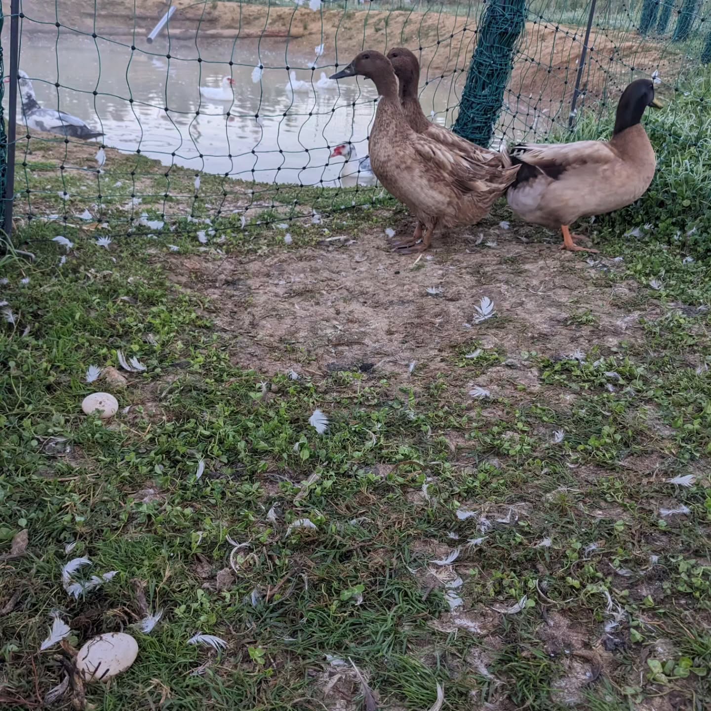The Khaki Campbell ducks started laying eggs a couple days ago.