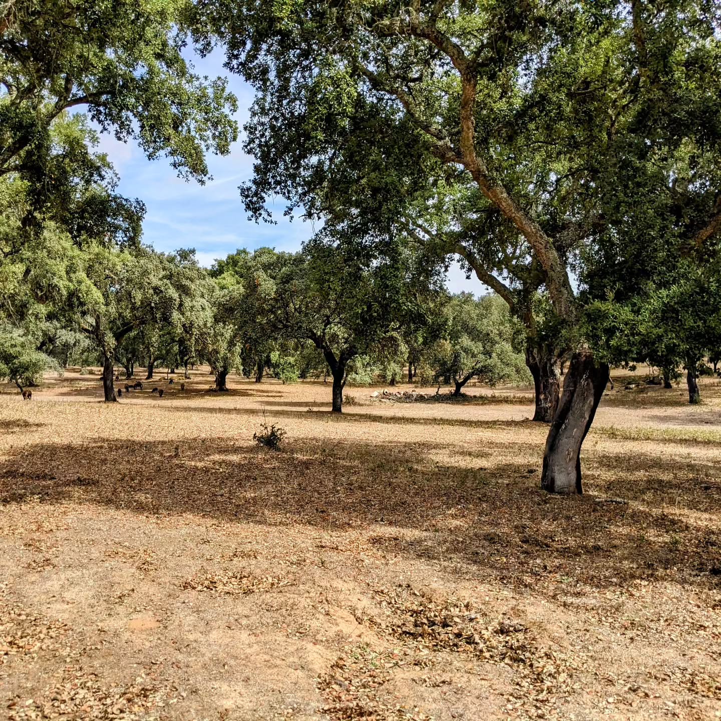 Fascinating tour at @freixodomeio