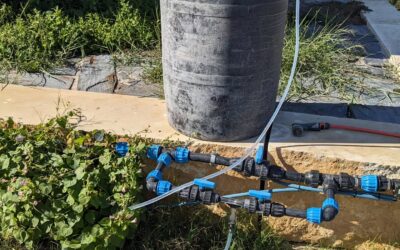 Applying JADAM microbial solution (JMS).