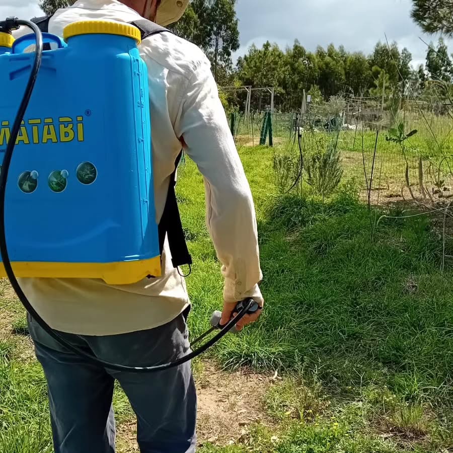 Spraying Cordyceps Militaris spore solution around the pine trees.