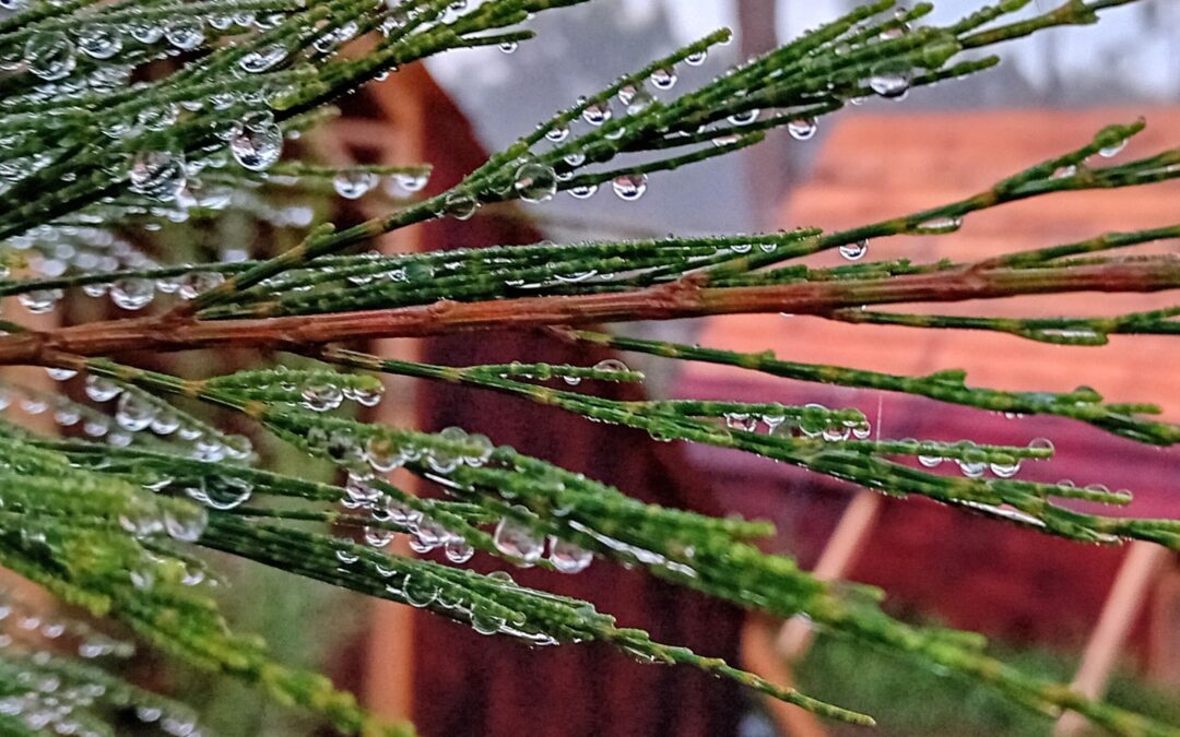 Drops of Autumn. It didn’t rain, it was just the morning bliss.