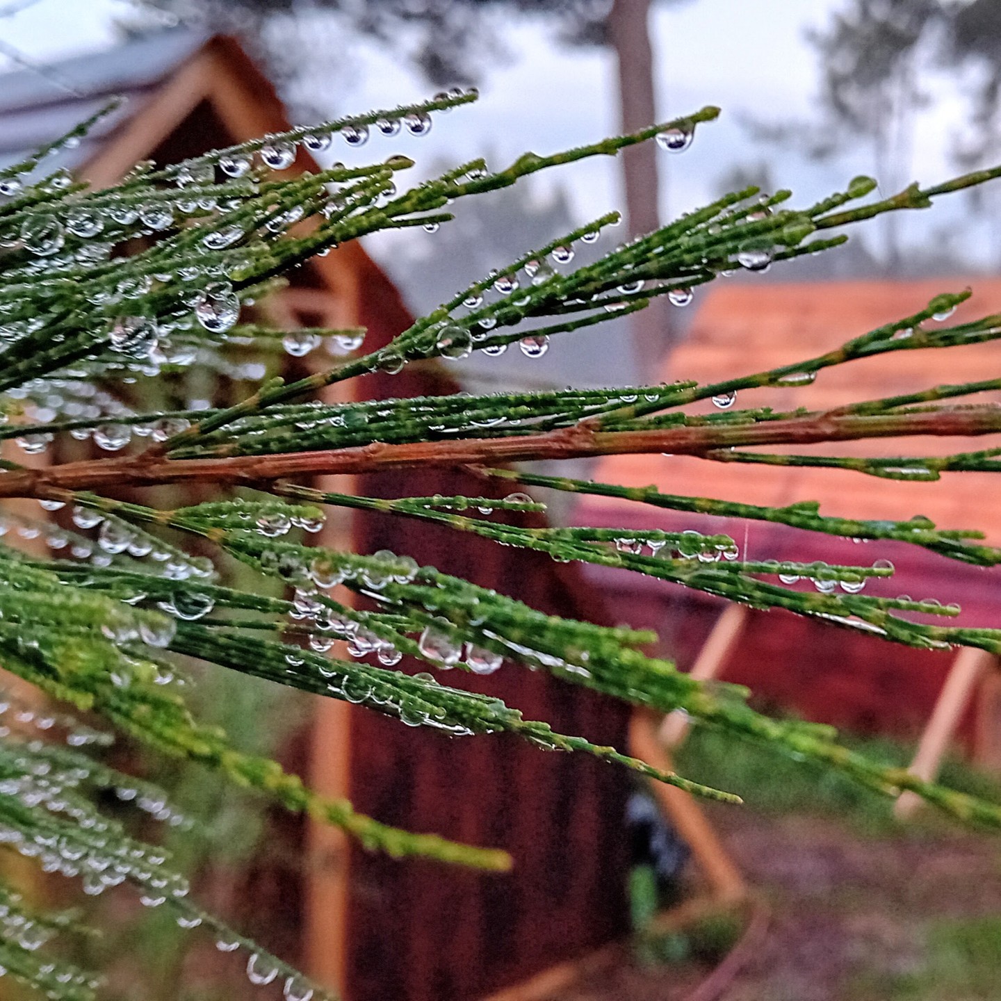 Drops of Autumn. It didn’t rain, it was just the morning bliss.