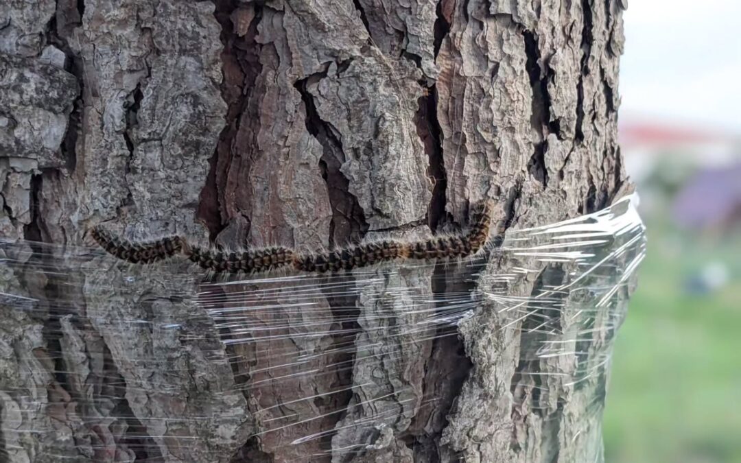 Confirmed: the pine processionary caterpillars don’t like to walk on cling film.