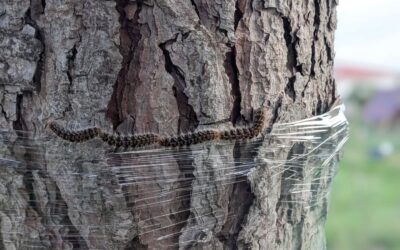 Confirmed: the pine processionary caterpillars don’t like to walk on cling film.