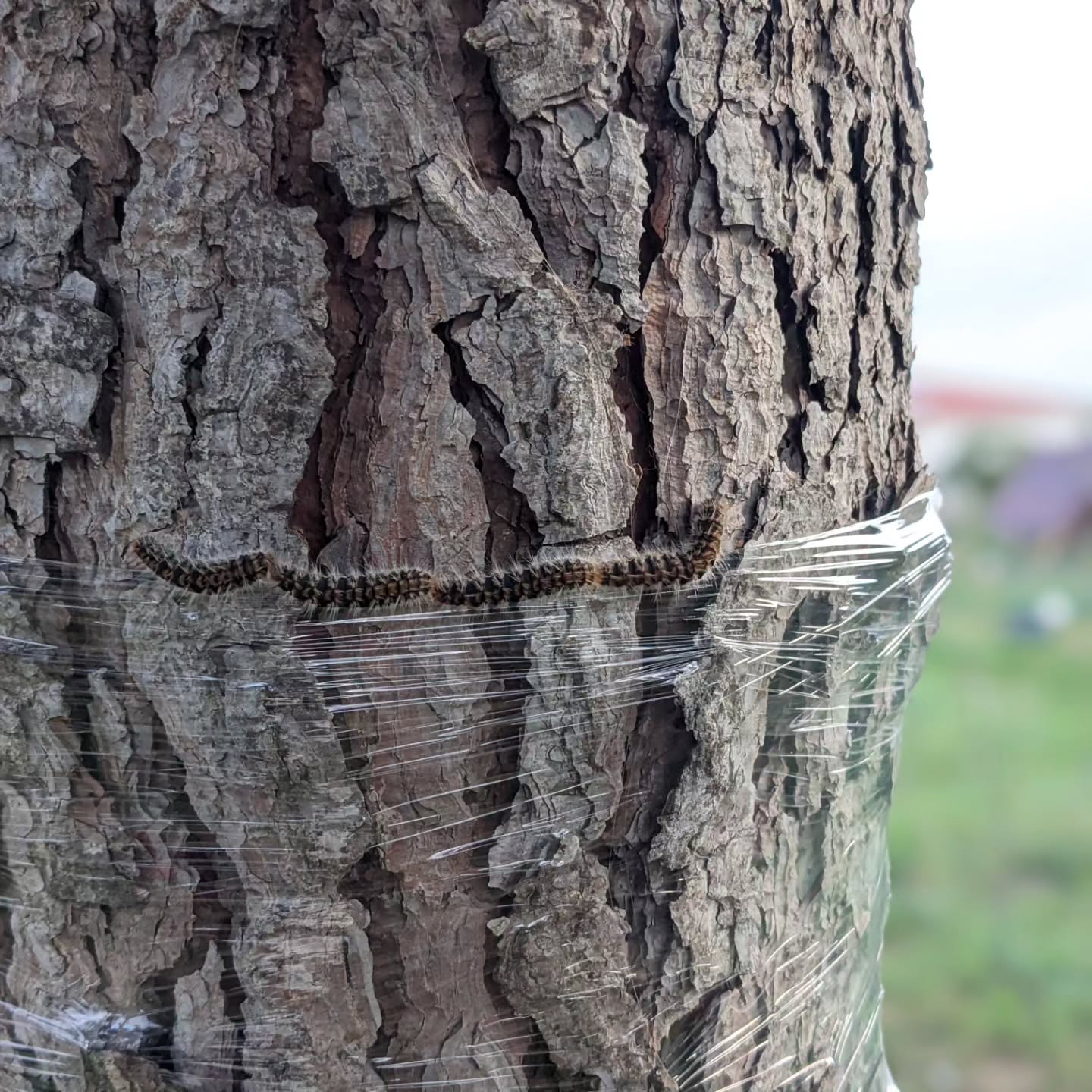 Confirmed: the pine processionary caterpillars don’t like to walk on cling film.