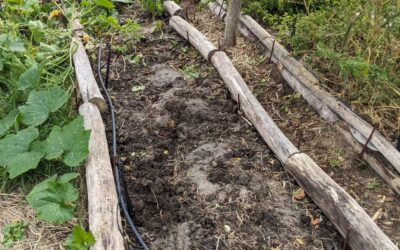 Continuing cleanup in the veggie garden.