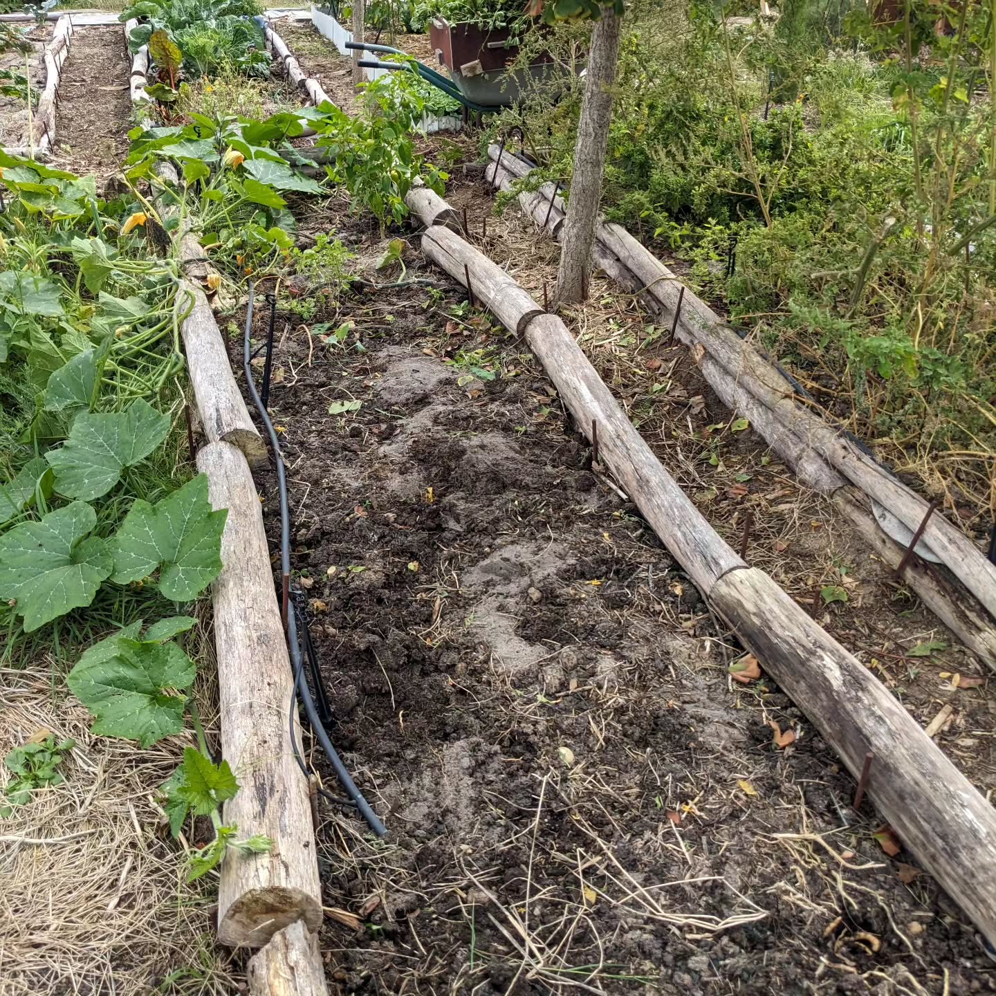 Continuing cleanup in the veggie garden.