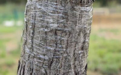 Wrapping cling film around the trunks of pine trees in the garden and close vicinity.