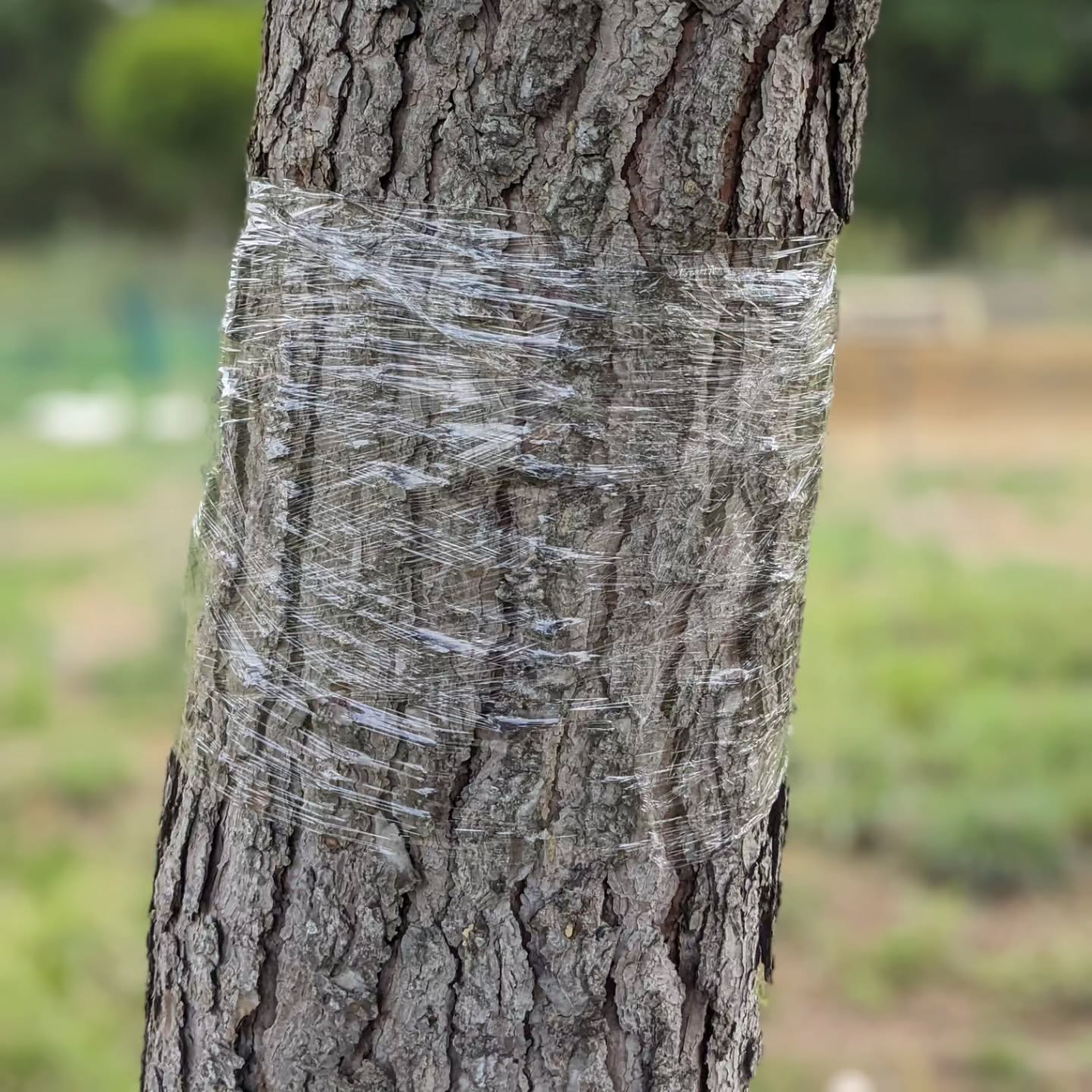 Wrapping cling film around the trunks of pine trees in the garden and close vicinity.
