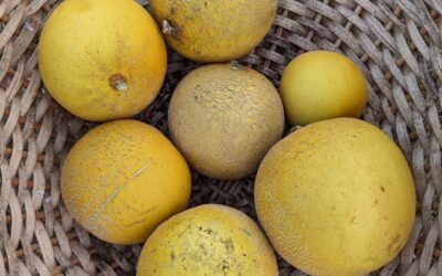 #melon #harvest