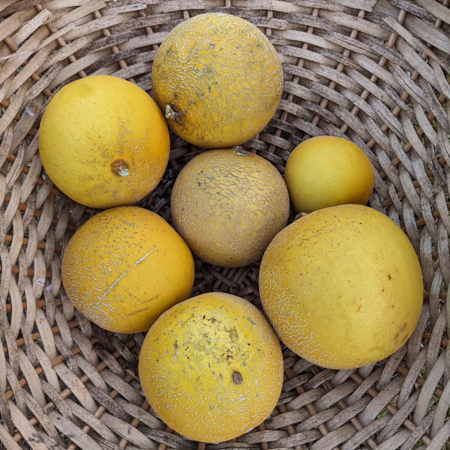#melon #harvest