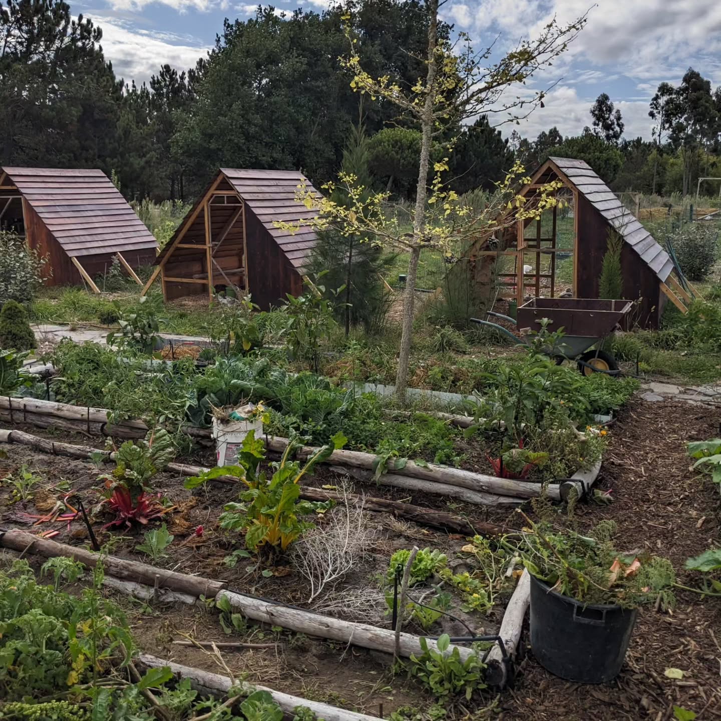 Cleaning the veggie garden.
