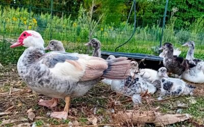 A proud mom and her ducklings