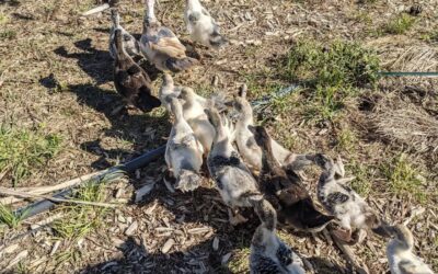 The ducklings and their momma are joining the bigger ducks again today. Let’s see how it goes this time.
