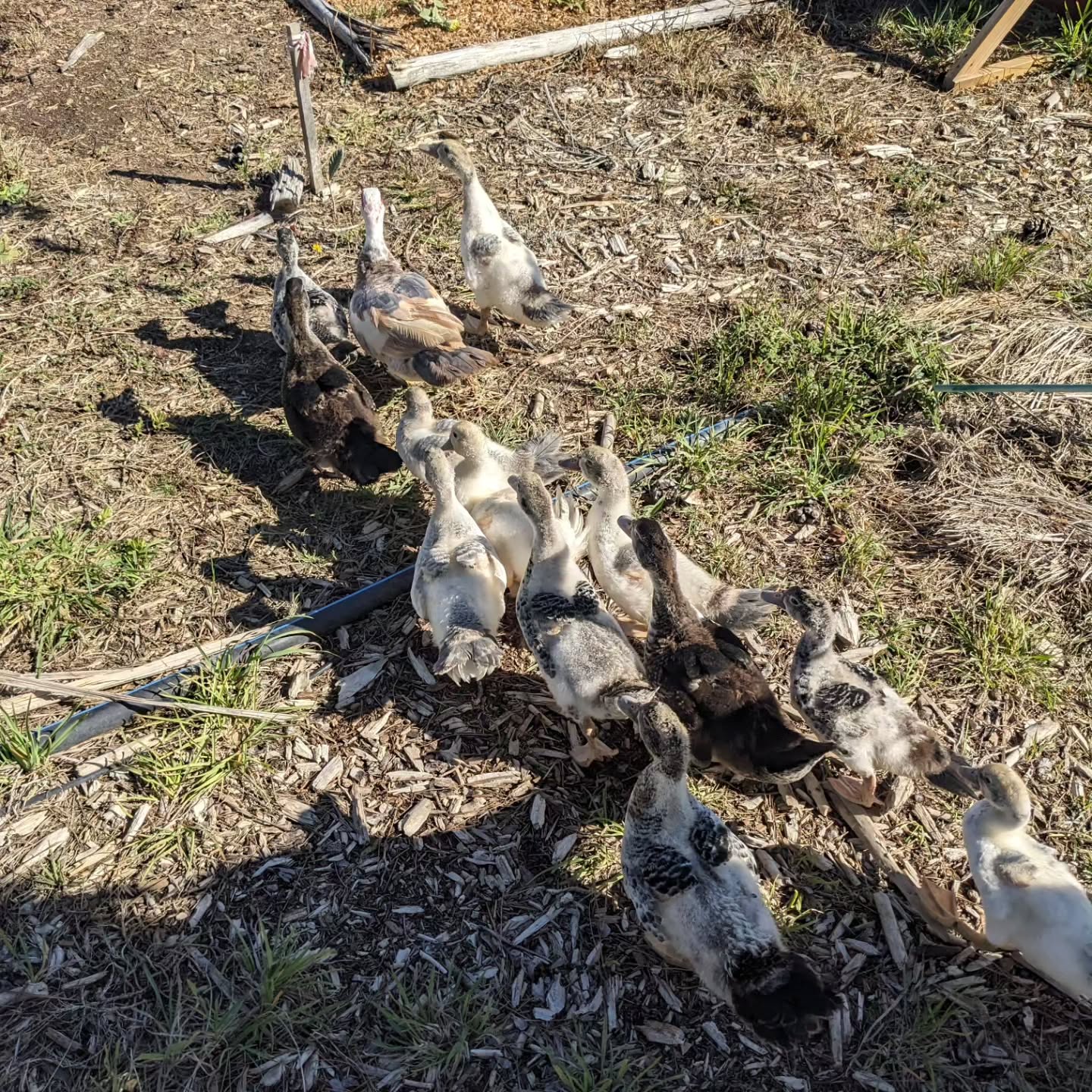 The ducklings and their momma are joining the bigger ducks again today. Let’s see how it goes this time.