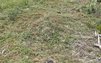 Punctured the irrigation mainline while #cleaning along the southern edge of #zone3