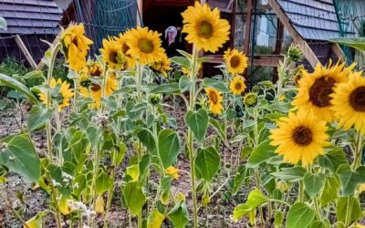 The grazing area is beautiful with all the sunflowers