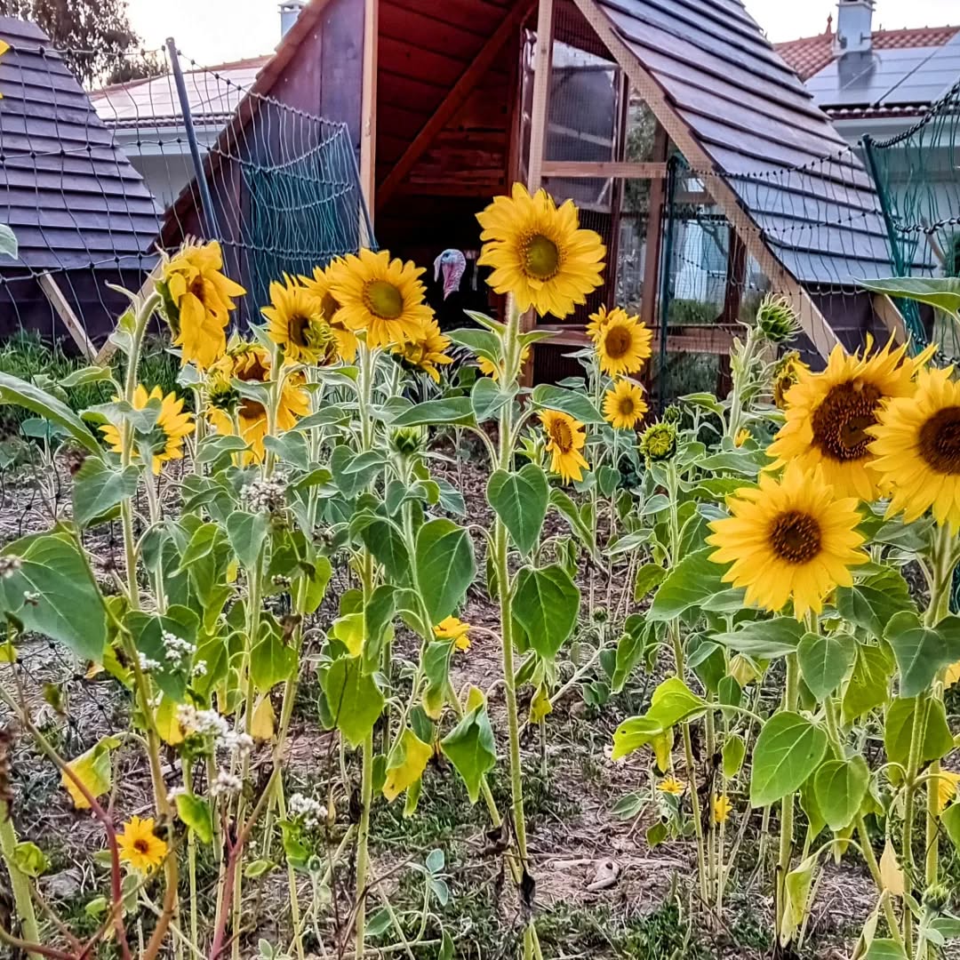 The grazing area is beautiful with all the sunflowers