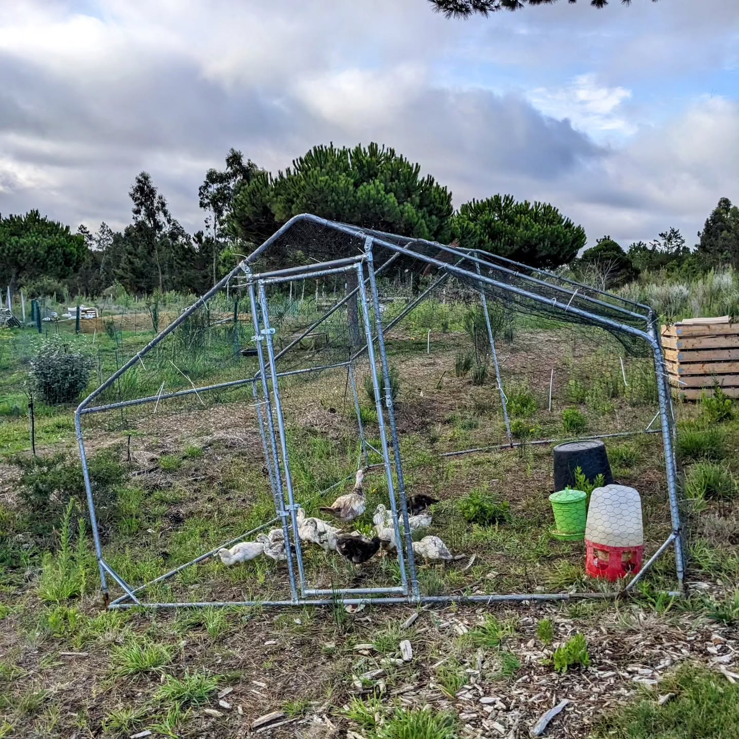 The ducklings are now too big for the pasture brooder but still too small to be on the grazing strip. Momma duck takes great care of them, but they keep squeezing and getting stuck in the fence.