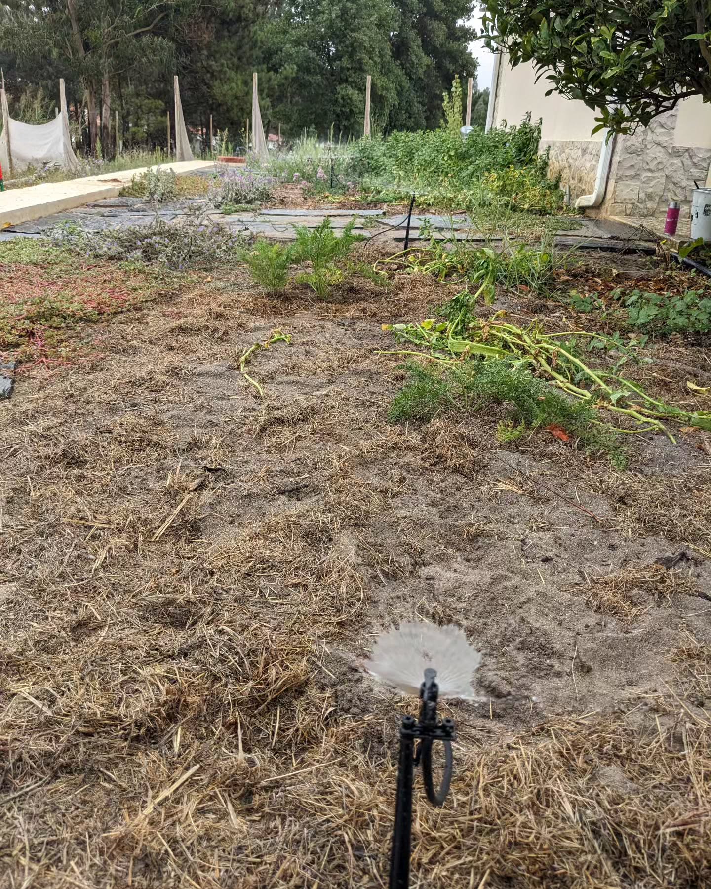 The irrigation zone around the barbeque building is finally up and running.