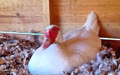Another lady muscovy going broody..
