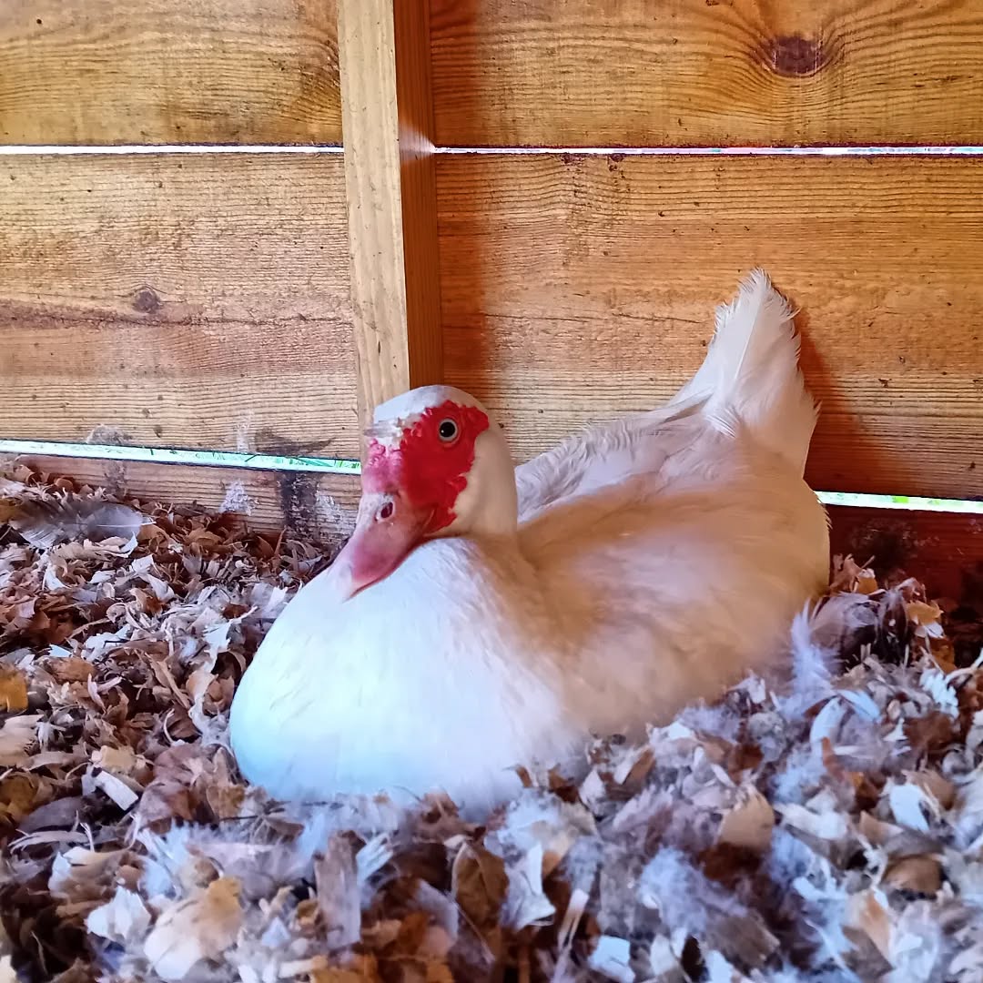Another lady muscovy going broody..
