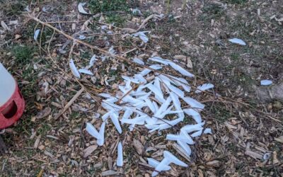 The almost adult Muscovies and geese got their wings clipped.