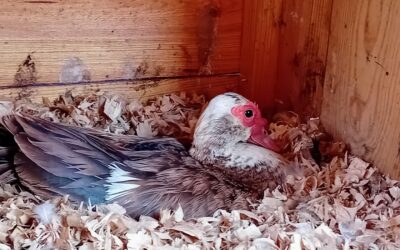 She might not have any eggs yet, but this Muscovy duck is ready to be a mother.