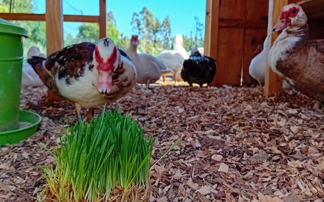 Duck treats.