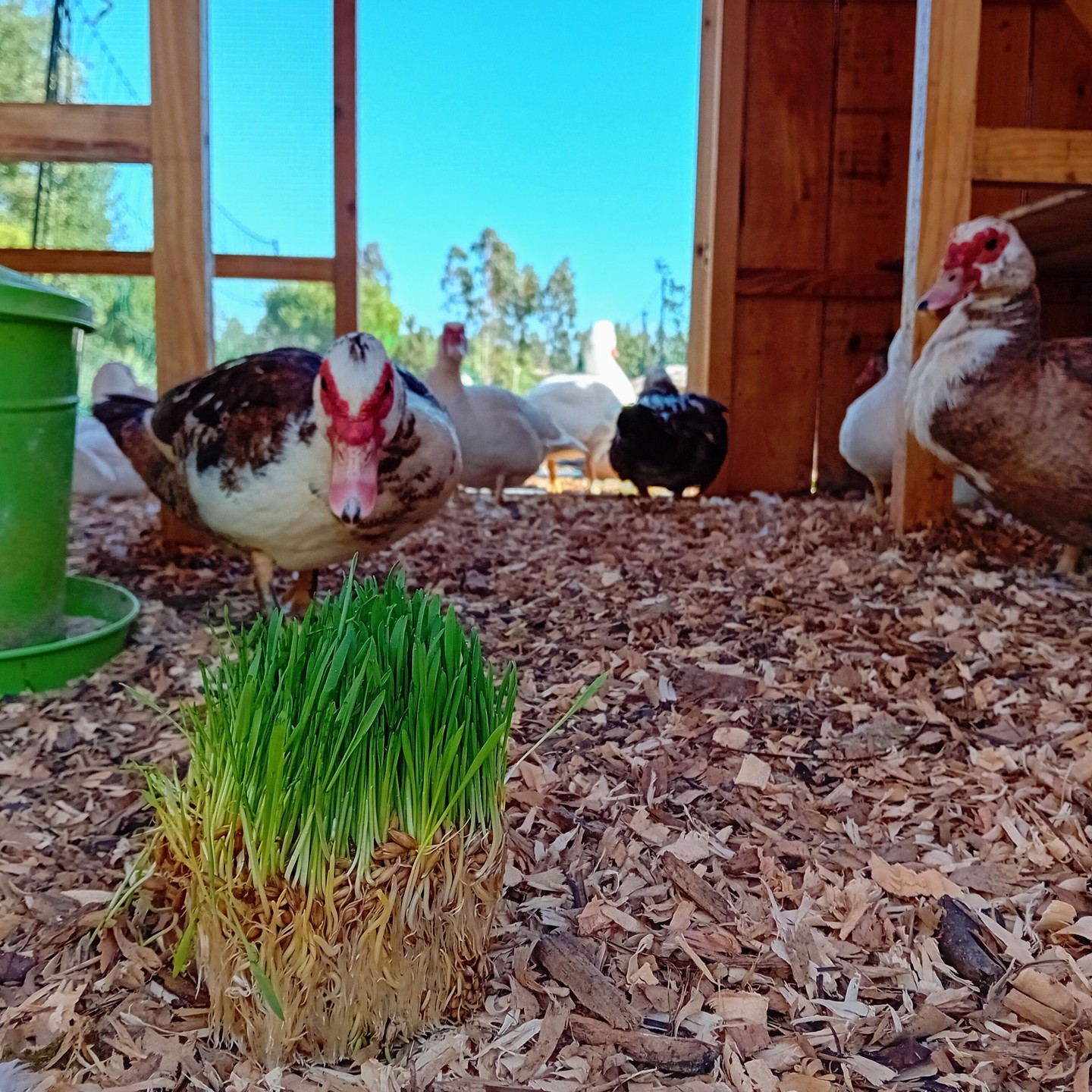 Duck treats.