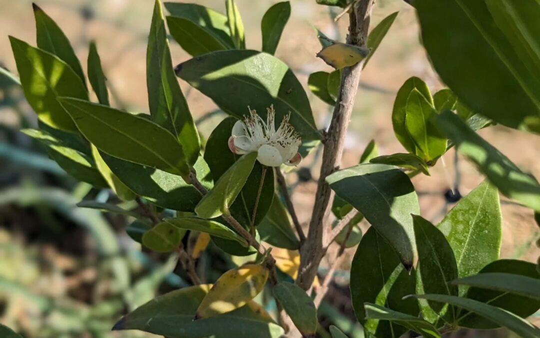 Flowering myrtle (murta / Myrtus Communis).