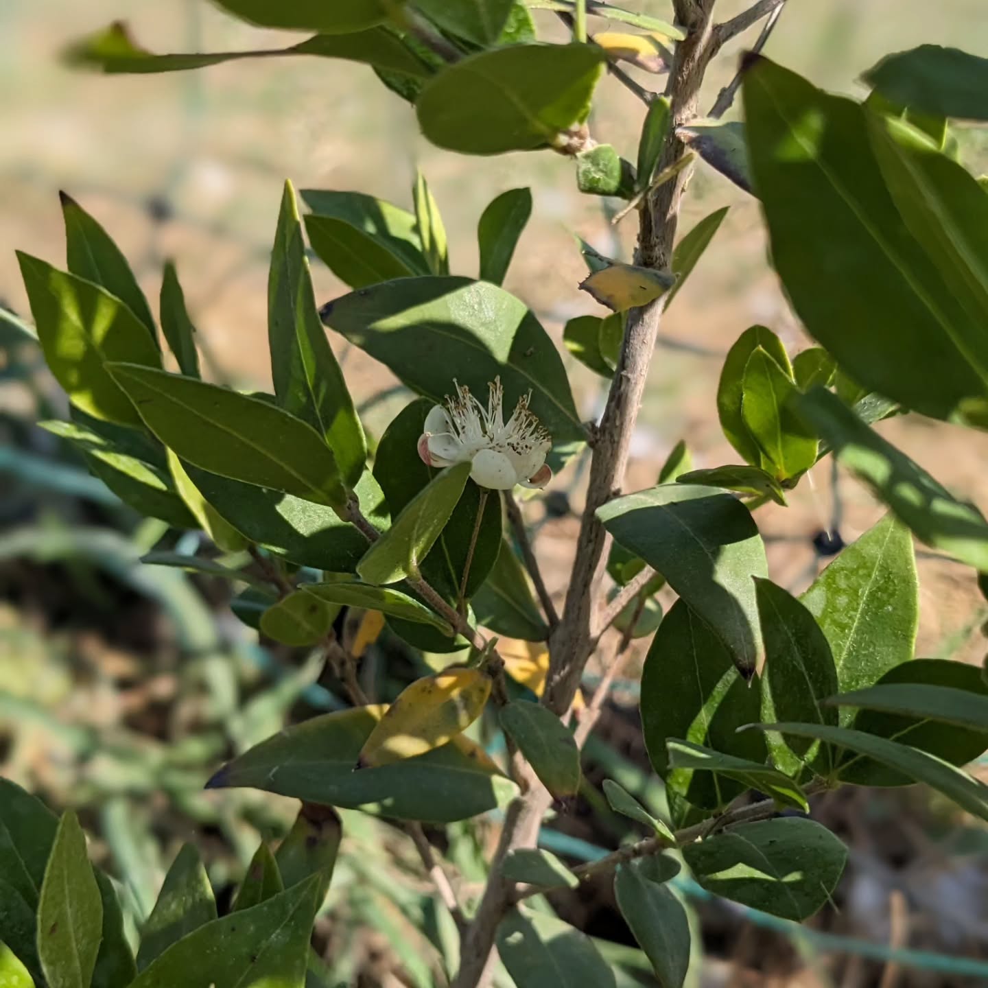 Flowering myrtle (murta / Myrtus Communis).