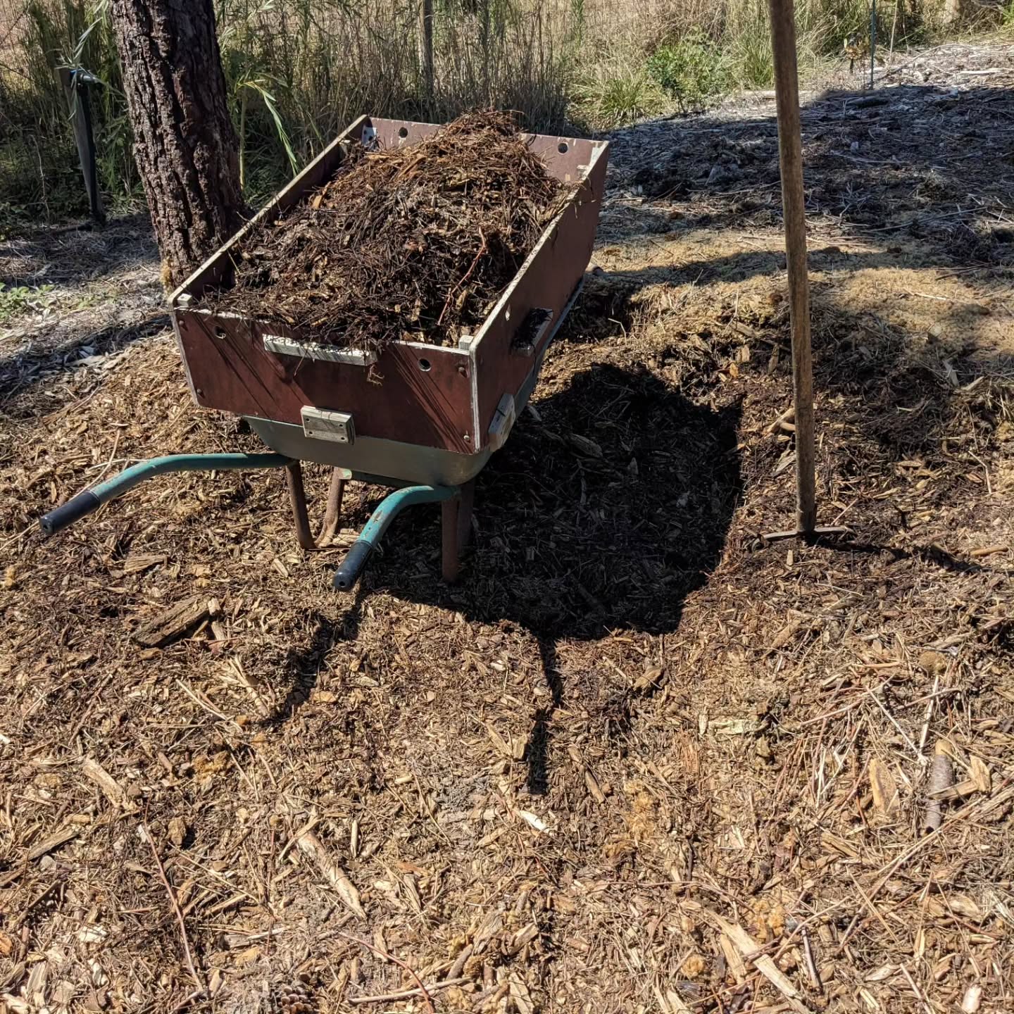Topping up the middle path in the veggie garden with pine branch mulch.