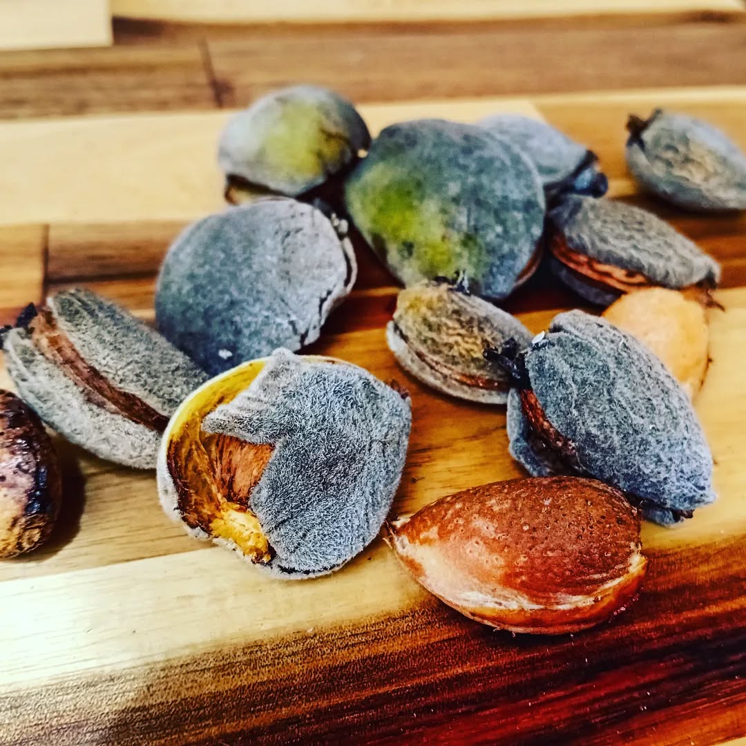 The first #almonds of the year