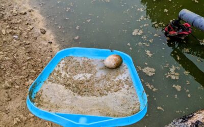 Found an egg while cleaning the pond surface 🤷