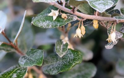 Ebbing’s silverberry (Elaeagnus ebbingei) flowering.