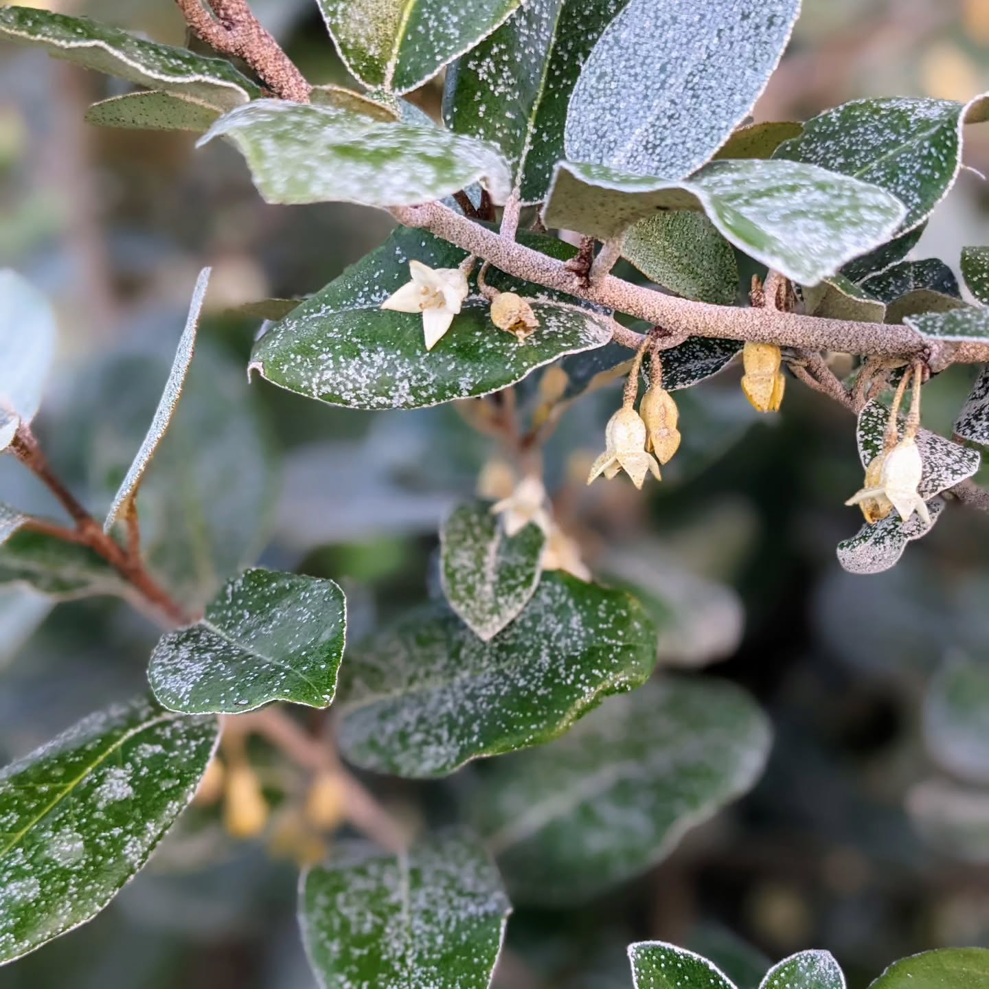 Ebbing’s silverberry (Elaeagnus ebbingei) flowering.