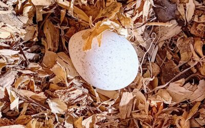 The first turkey egg!