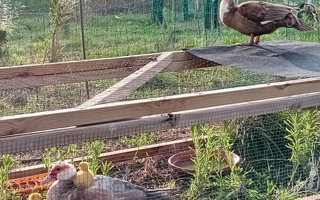 The muscovy ducks are natural climbers. Here a duckling, just a few years old, is on top of his mom. And on top of the brooder/nursery, another duck is sitting and watching.