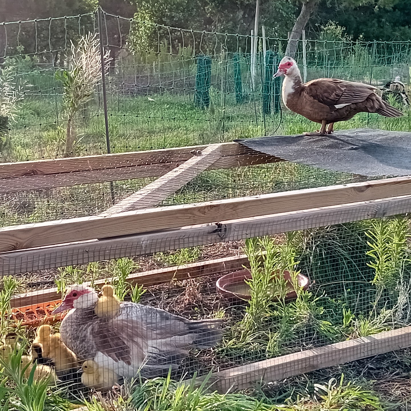 The muscovy ducks are natural climbers. Here a duckling, just a few years old, is on top of his mom. And on top of the brooder/nursery, another duck is sitting and watching.