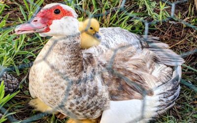 Muscovy ducklings chilling and/or warming up with mommy.
