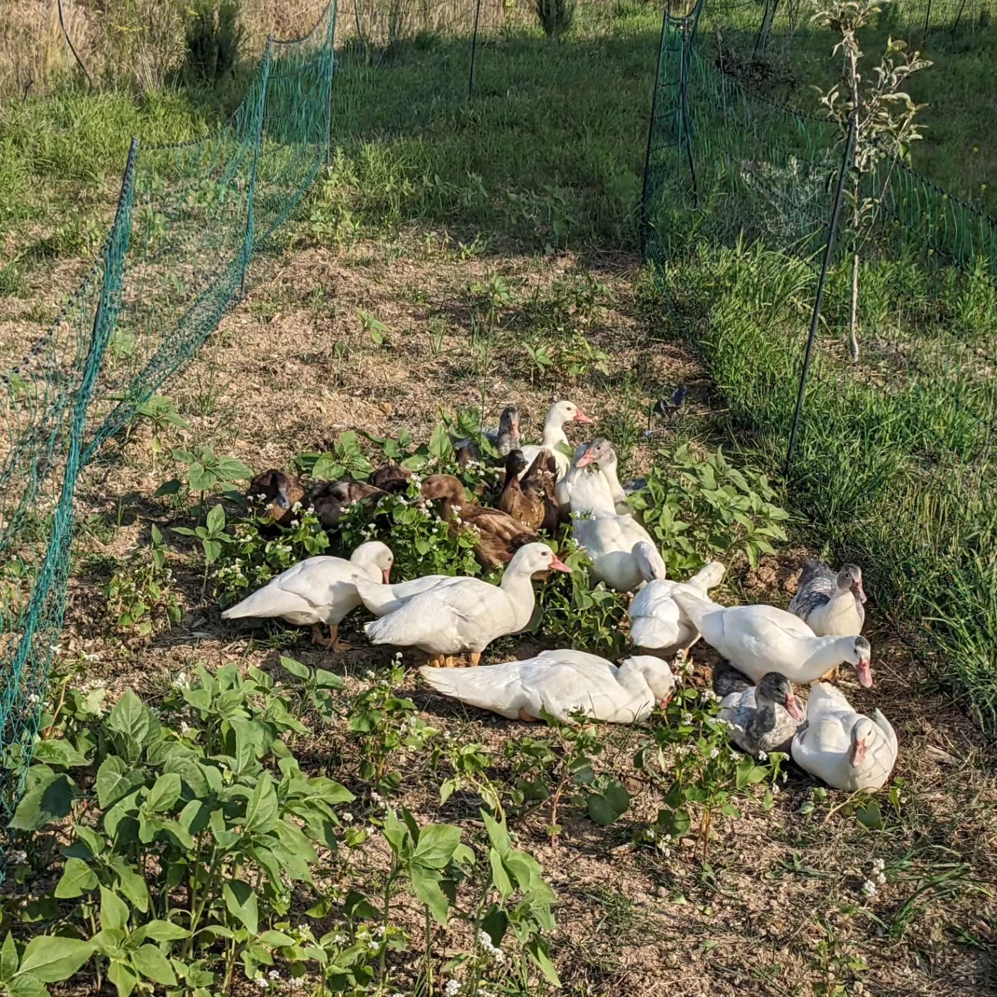 Busy day reconfiguring fencing and lodging for the birds.