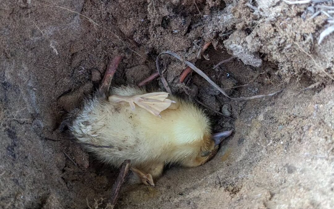 This duckling didn’t make it either 😔