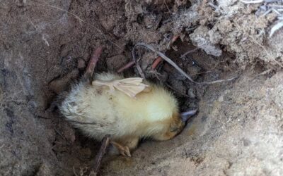 This duckling didn’t make it either 😔