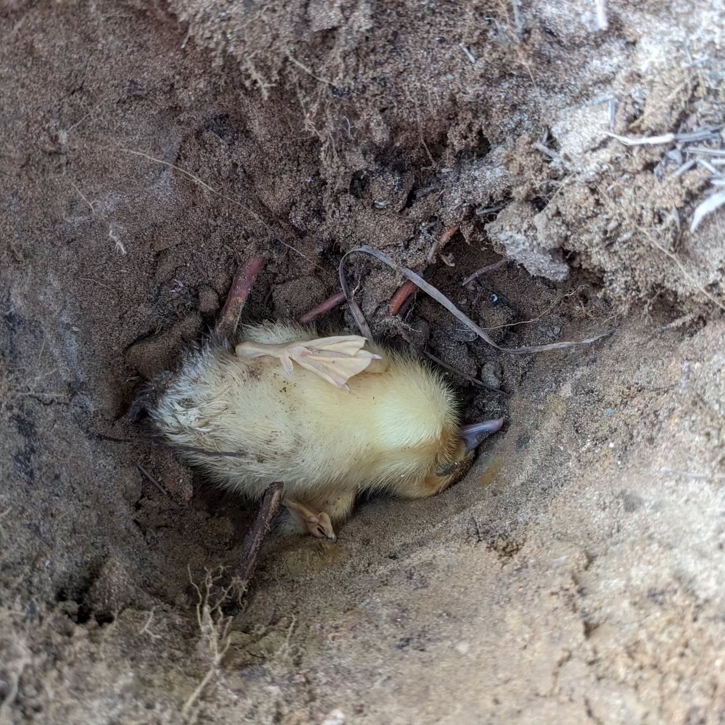 This duckling didn’t make it either 😔