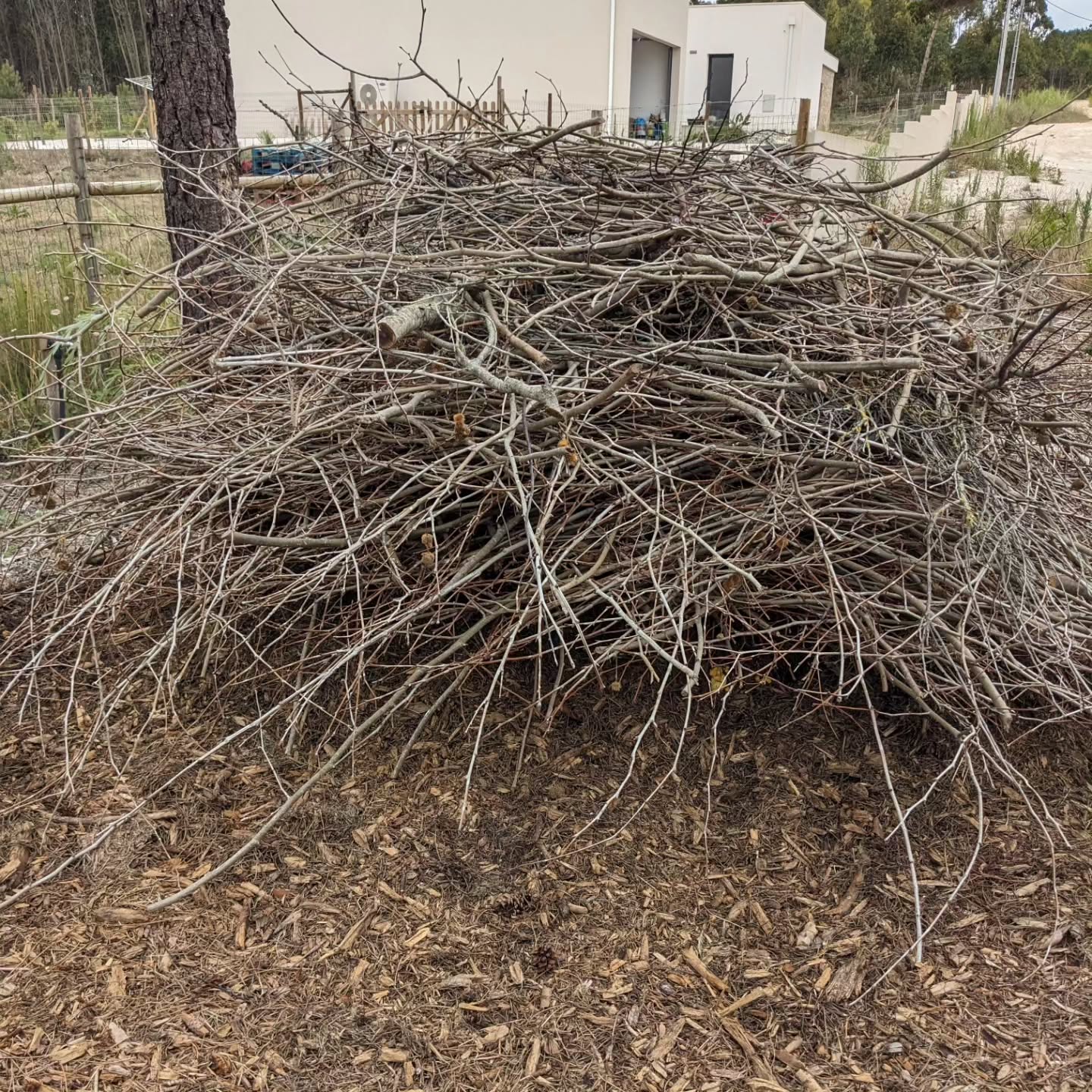 Moving this pile of branches to get to the wood chip underneath.