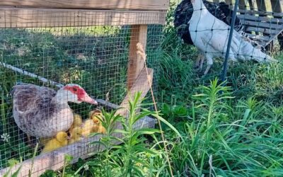 The turkeys came to check on their new Muscovy neighbours.
